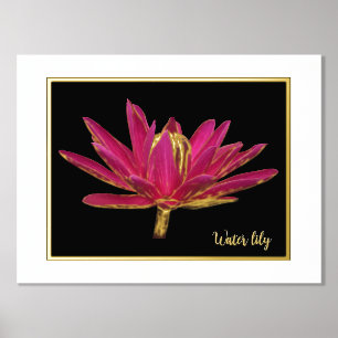 Folie Water Lily Print Poster