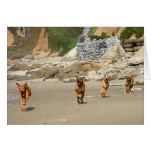 Fonctionnement de Rhodesian Ridgebacks