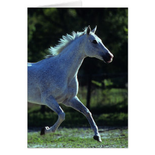 Fonctionnement d'étalon de pur sang