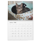 Fondez votre calendrier de Hubble 2019 de Meow de (Jan 2026)