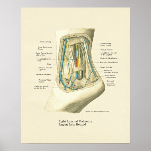 Foot & Ankle Internal Anatomy Poster (Devant)