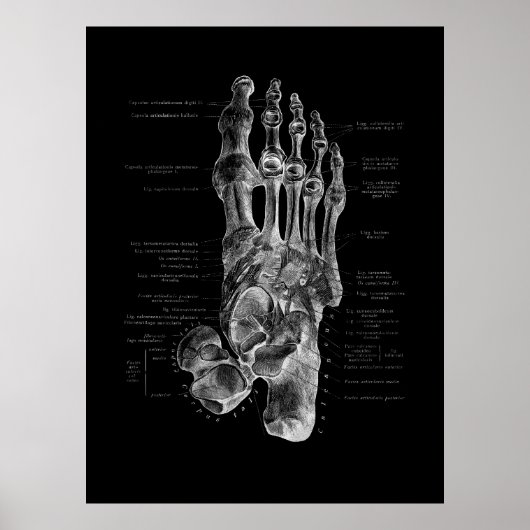Foot Bones Anatomy Podiatrist Poster (Voorkant)