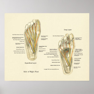 Foot Internal Anatomee Poster