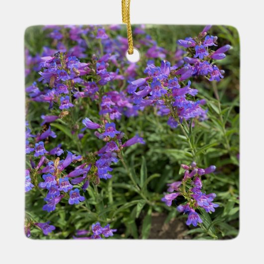 Foothill Penstemon Keramisch Ornament (Voorkant)