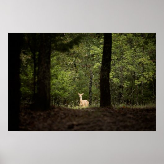 Forces | A White Tailed Deer in the Woods Poster (Voorkant)