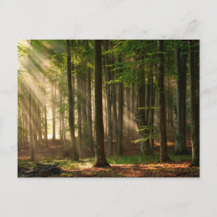 Forces   Autumn Forest Briefkaart