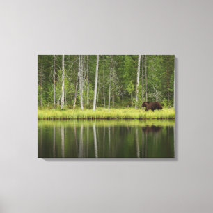 Forces   Bear at Taiga Forest Northern Finland Canvas Afdruk