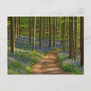 Forces Bluebell Forest in België Briefkaart