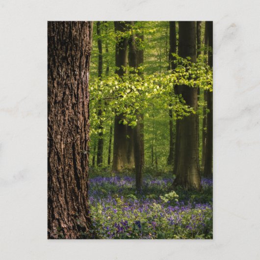 Forces Bluebells in België Briefkaart (Voorkant)