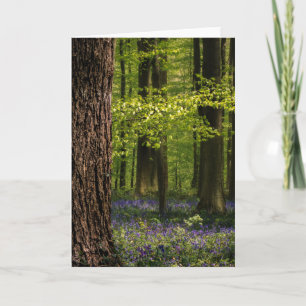 Forces Bluebells in België Kaart