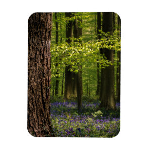 Forces Bluebells in België Magneet