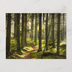 Forces Boreal Forest Sweden Briefkaart