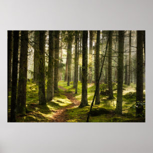 Forces Boreal Forest Sweden Poster