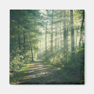Forces Forest Path Hamburg Germany Magneet