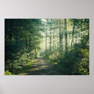 Forces Forest Path Hamburg Germany Poster