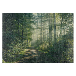 Forces Forest Path Hamburg Germany Snijplank