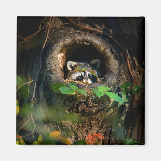 Forces | Raccoon Peeking Magneet (Voorkant)