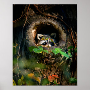 Forces Raccoon Peeking Poster