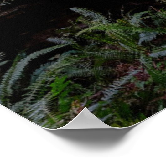 Forces | Redwood Forest California Poster (Hoek)