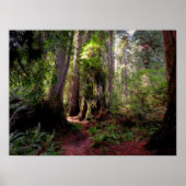 Forces | Redwood Forest California Poster (Voorkant)