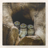 Forces | Three Owls Looking Glazen Onderzetter (Voorkant)
