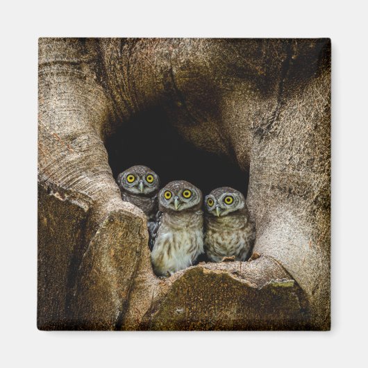 Forces | Three Owls Looking Magneet (Voorkant)