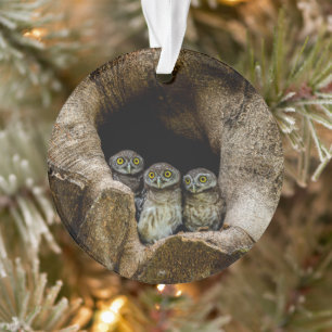 Forces Three Owls Looking Ornament