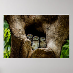 Forces Three Owls Looking Poster