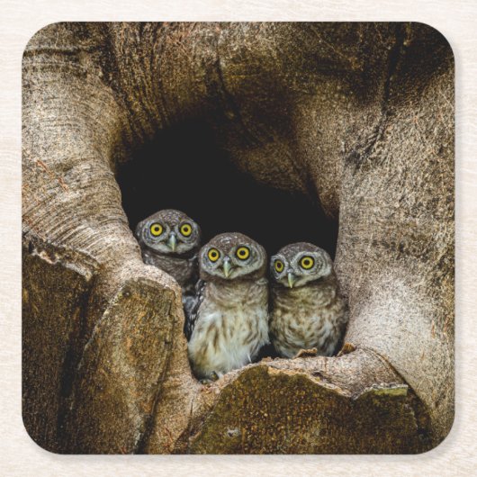 Forces | Three Owls Looking Vierkante Kartonnen Onderzetter (Voorkant)