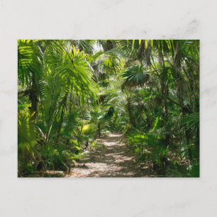 Forces Tropical Rainforest Tulum Mexico Briefkaart
