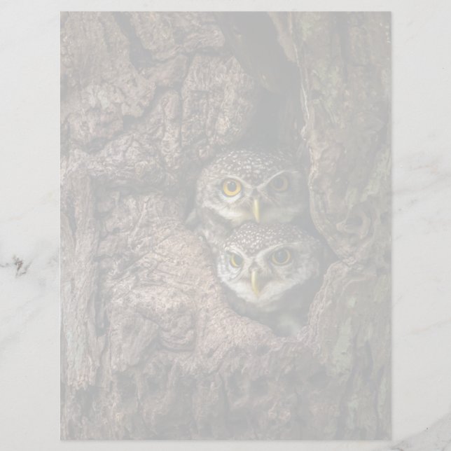 Forces Two Owls Looking (Voorkant)