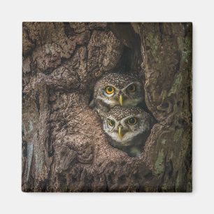 Forces Two Owls Looking Magneet