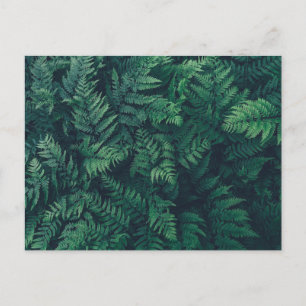 Forces   Woodland Ferns Briefkaart