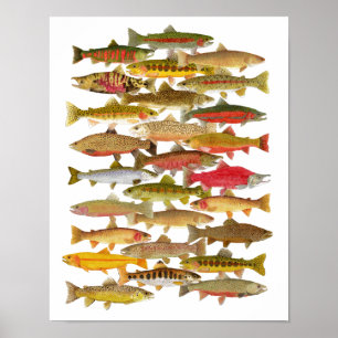 forel- en zalmsoorten poster