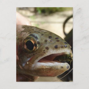 Forel in handen briefkaart