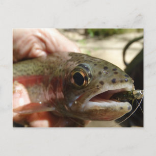Forel in handen briefkaart