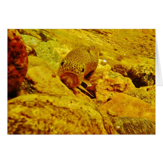 Forel in stroom (Voorkant Horizontaal)