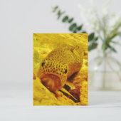 Forel in stroom briefkaart (Staand voorkant)