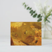 Forel in stroom briefkaart (Staand voorkant)