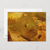 Forel in stroom briefkaart (Voorkant / Achterkant)