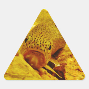 Forel in stroom driehoek sticker