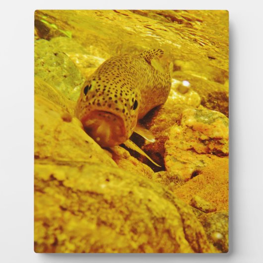 Forel in stroom fotoplaat (Voorkant)