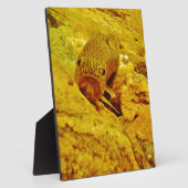 Forel in stroom fotoplaat (Zijkant)