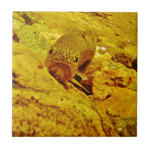 Forel in stroom tegeltje