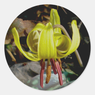 Forel Lily #1 Stickers