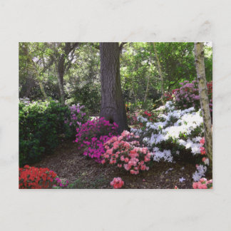 Forest and Flowers Postcard Briefkaart