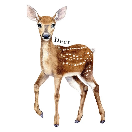 Forest Animals Educational Poster Perfect Poster