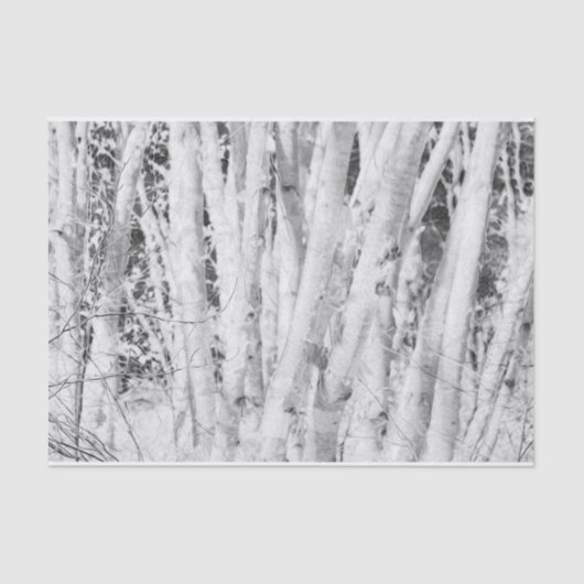 Forest Black en White Birch Trees Tissuepapier (Voorkant)