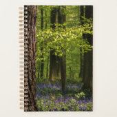 Forest | Bluebells en Belgique (Devant)