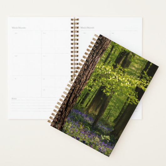 Forest | Bluebells en Belgique (Devant avec enveloppe)